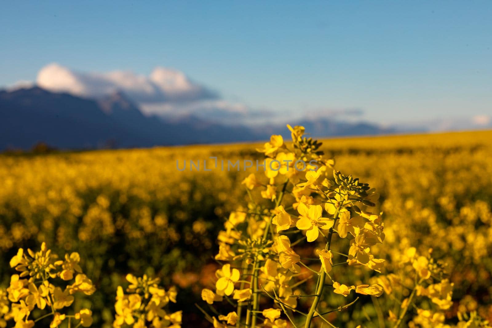 Closeup of yellow flower in countryside landscape with cloudless sky. environment, sustainability, ecology, renewable energy, global warming and climate change awareness.