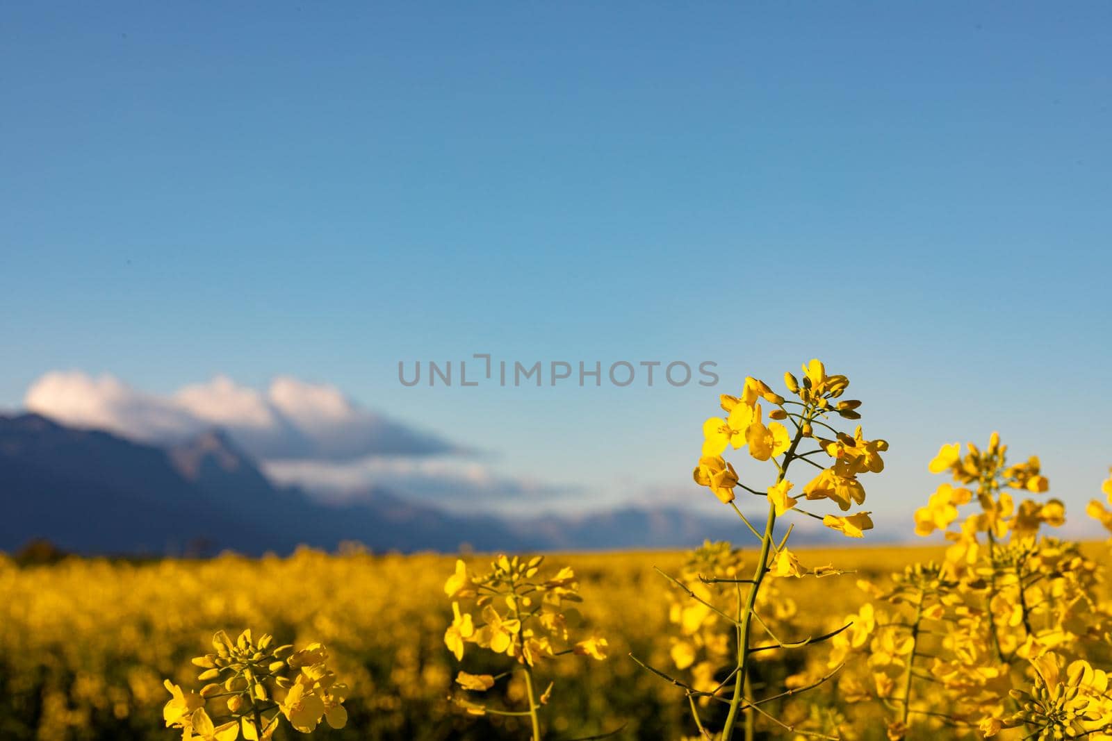 Closeup of yellow flower in countryside landscape with cloudless sky by Wavebreakmedia