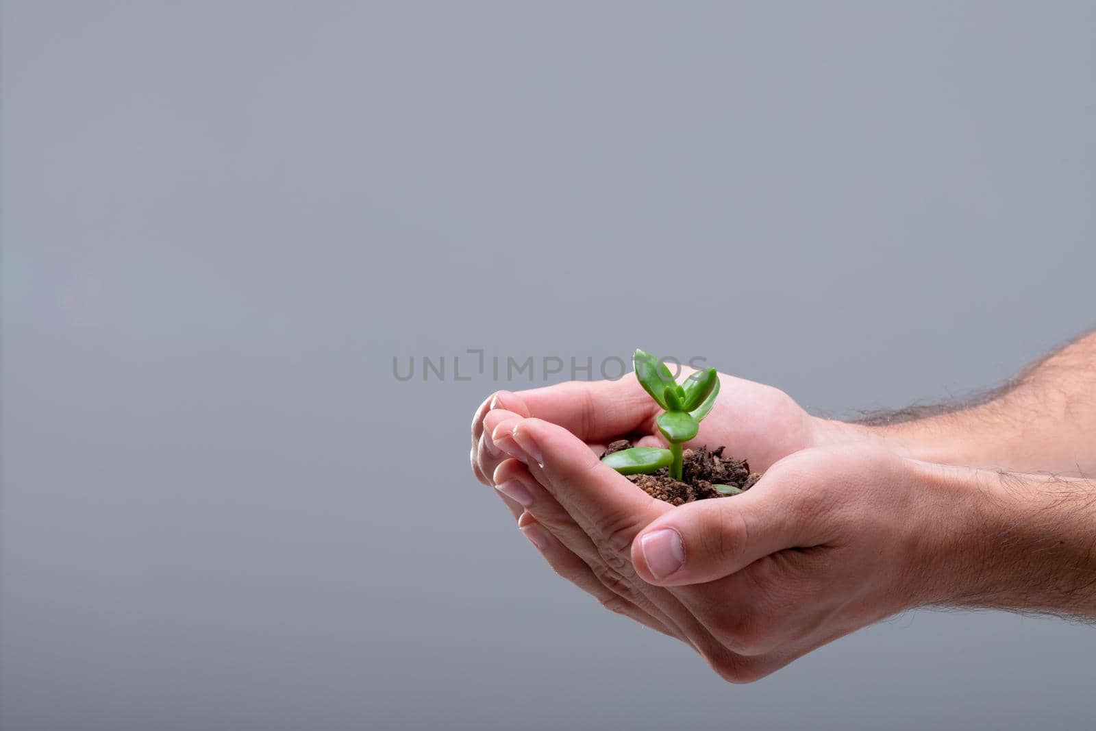 Midsection of caucasian businessman holding plant seedling, isolated on grey background by Wavebreakmedia