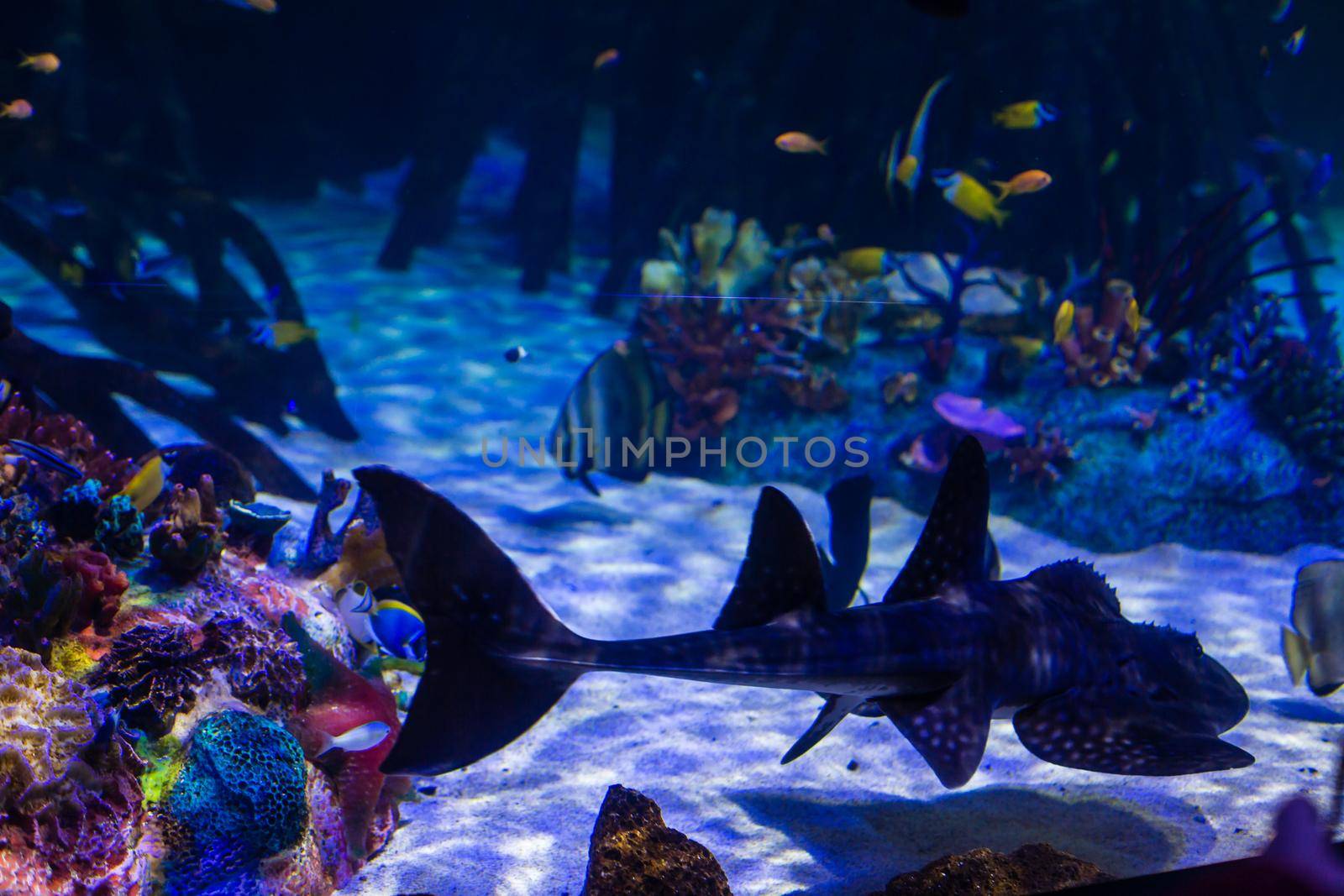 Colorful aquarium, showing different colorful fishes swimming.