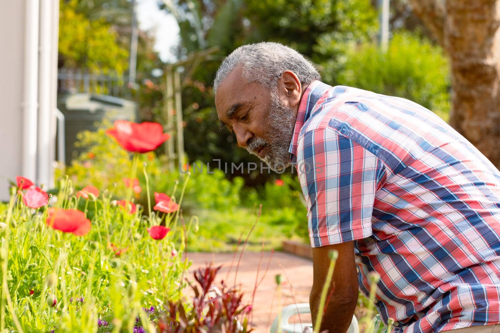Focused african american senior man gardening in backyard. active retirement lifestyle at home and garden.