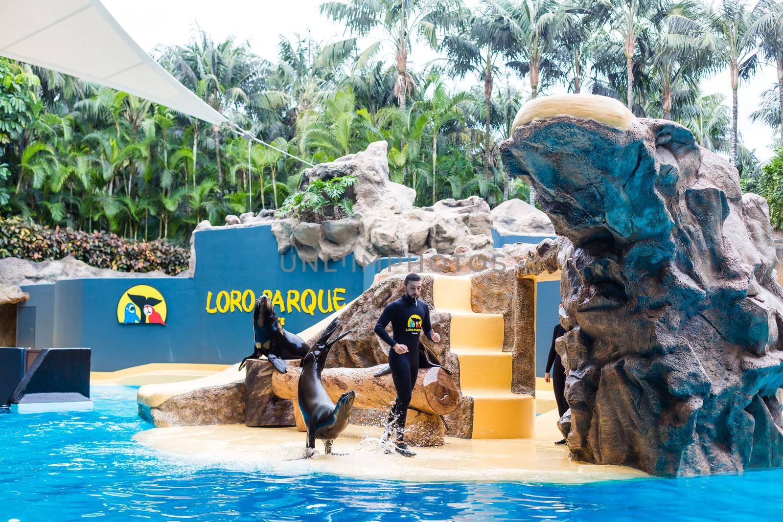 loro park, Tenerife, Spain; January 7, 2020: Sea Lions Show in Loro Parque. by Andelov13
