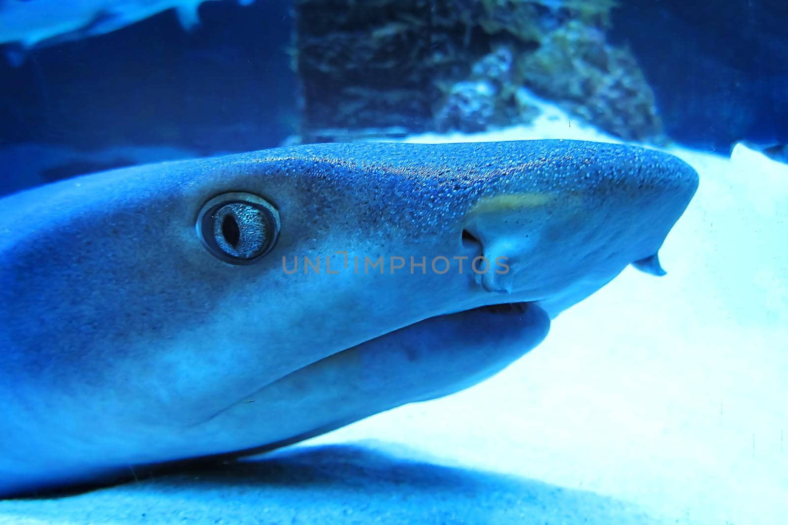 Whitetip reef shark Triaenodon obesus. Shark's eye close-up in blue tones. The pupil is frighteningly beautiful. Predatory gaze of a dangerous animal. Reflections of fine scales in the foreground