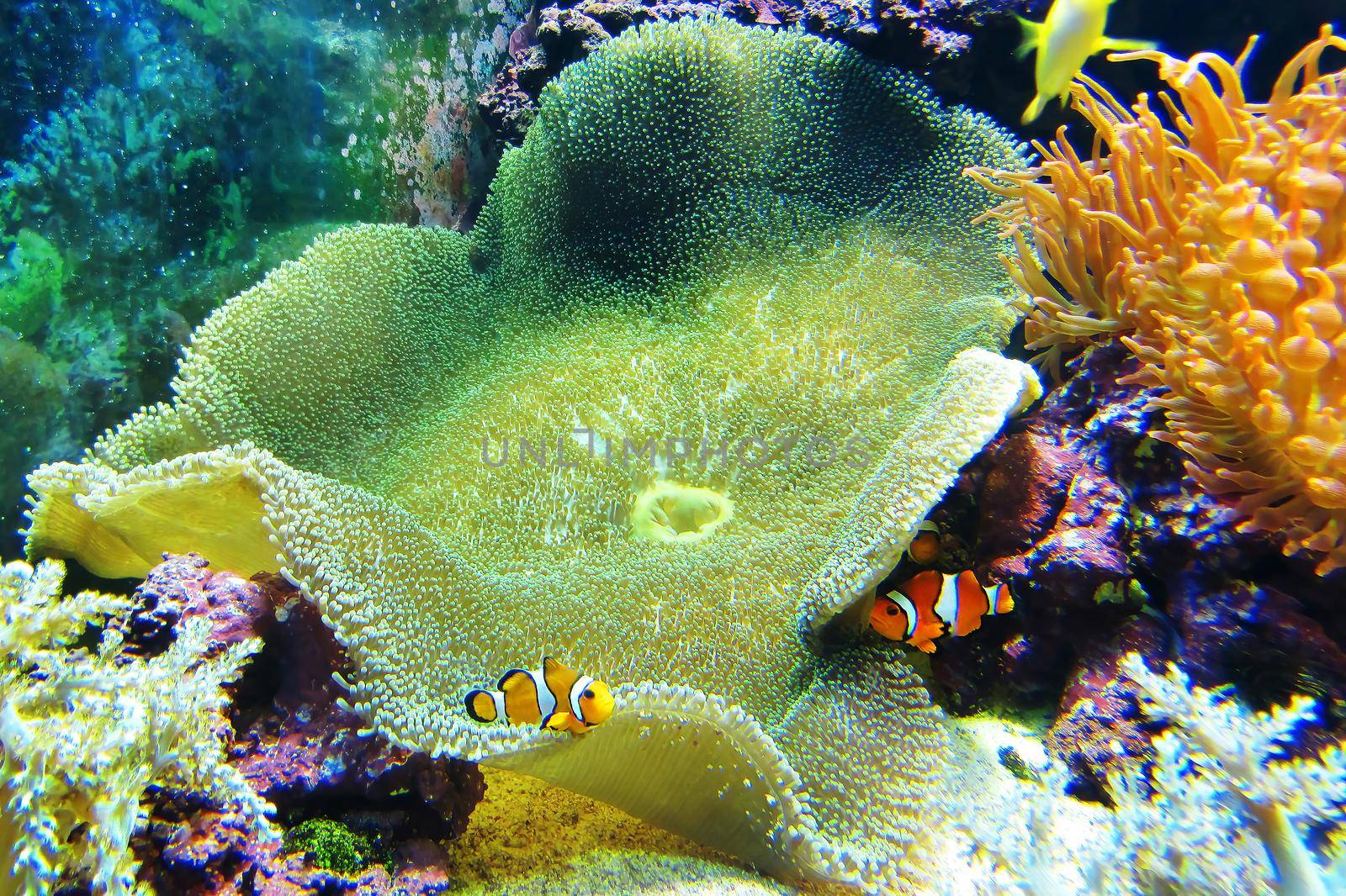 Wonderful close up macro image of the ever popular Western Clownfish inside its host anemone. Shot off the coast of Nusa Penida island next to Bali Indonesia.