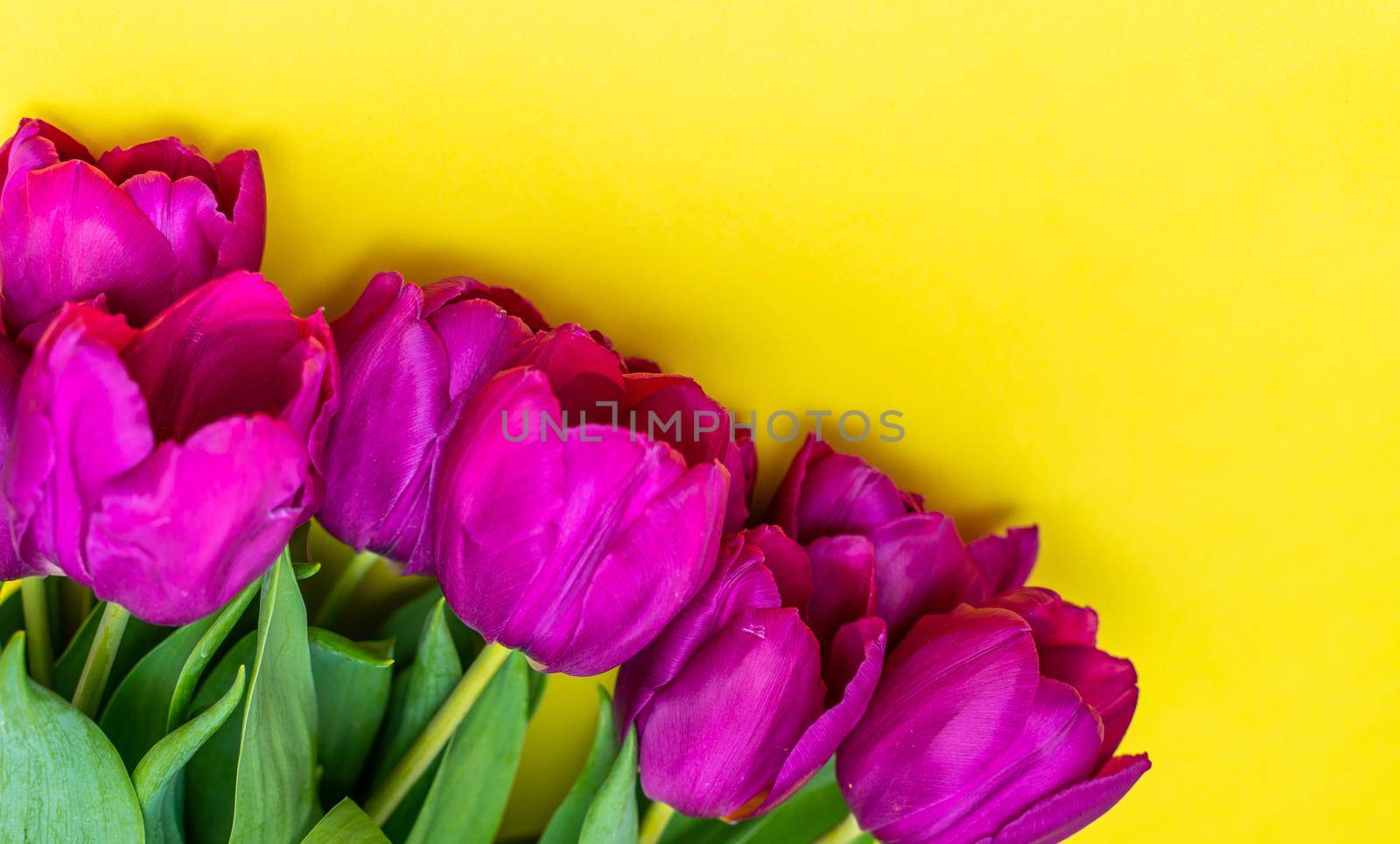 Mother's Day background. View from above. Beautiful bouquet of purple tulips on a yellow background. by Matiunina