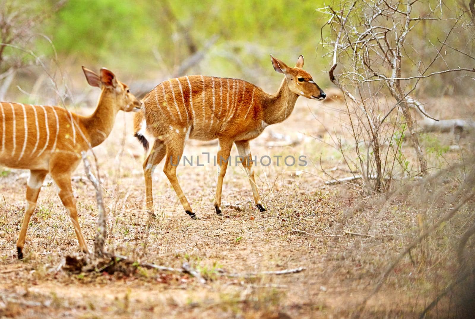 Bucks are never far apart. Cropped shot of two female Nyala on the plains of Africa. by YuriArcurs