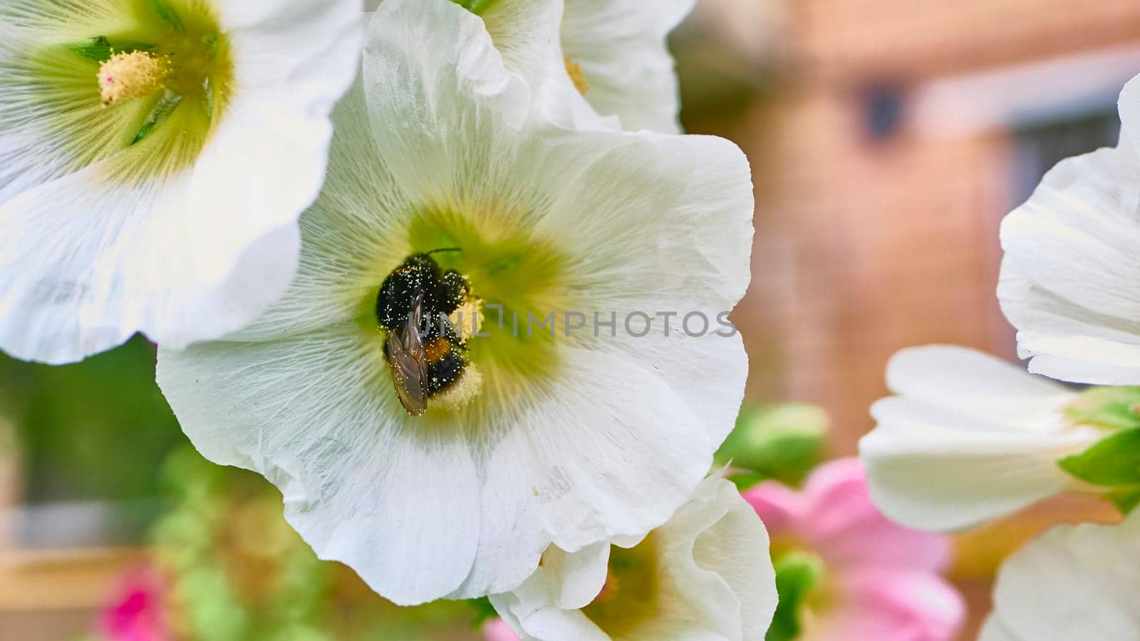 bumblebee collects pollen in flowers. close up