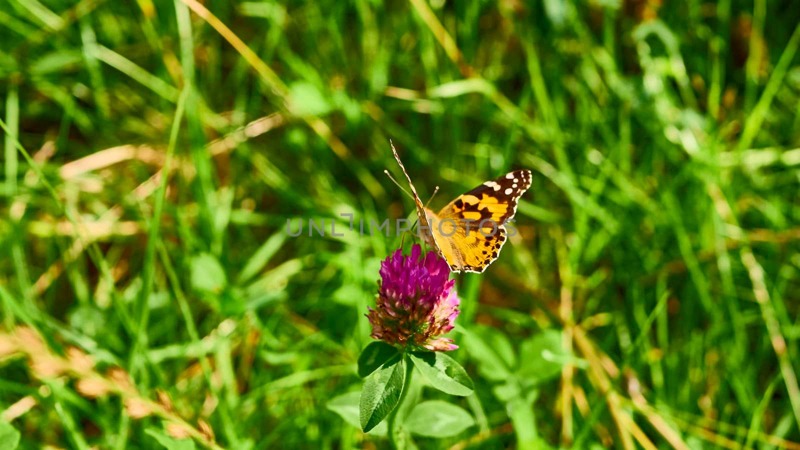 beautiful butterfly sits on the wildflowers. general plan.