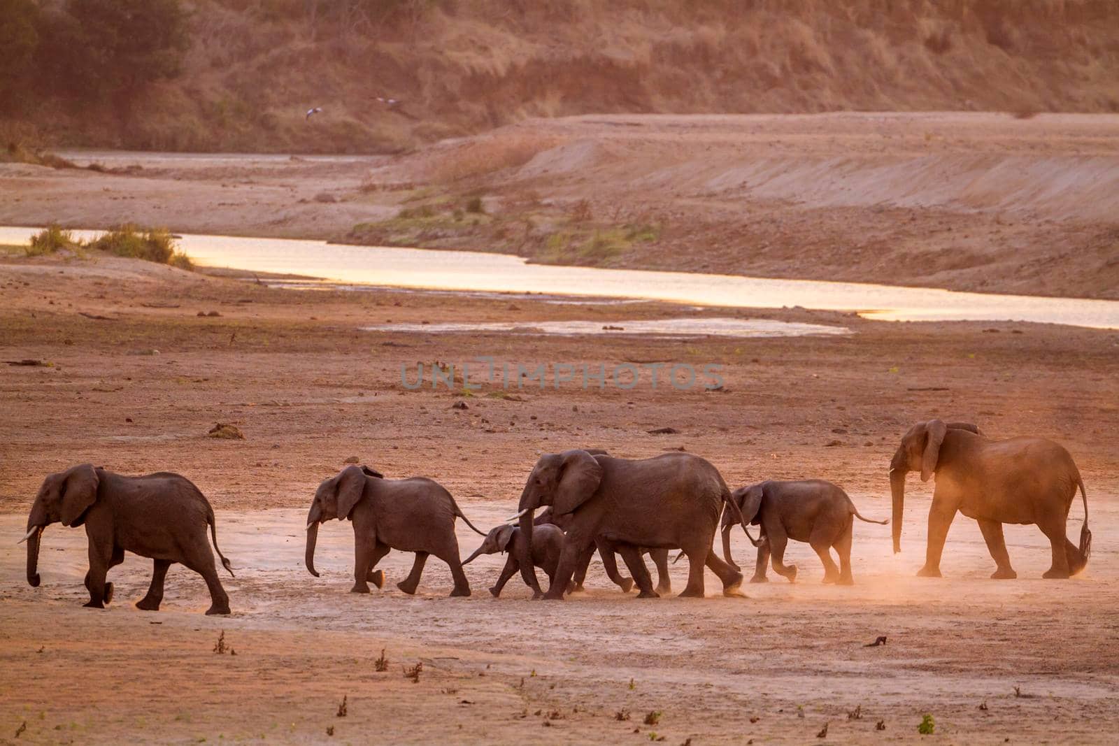 African bush elephant in Kruger National park, South Africa ; Specie Loxodonta africana family of Elephantidae