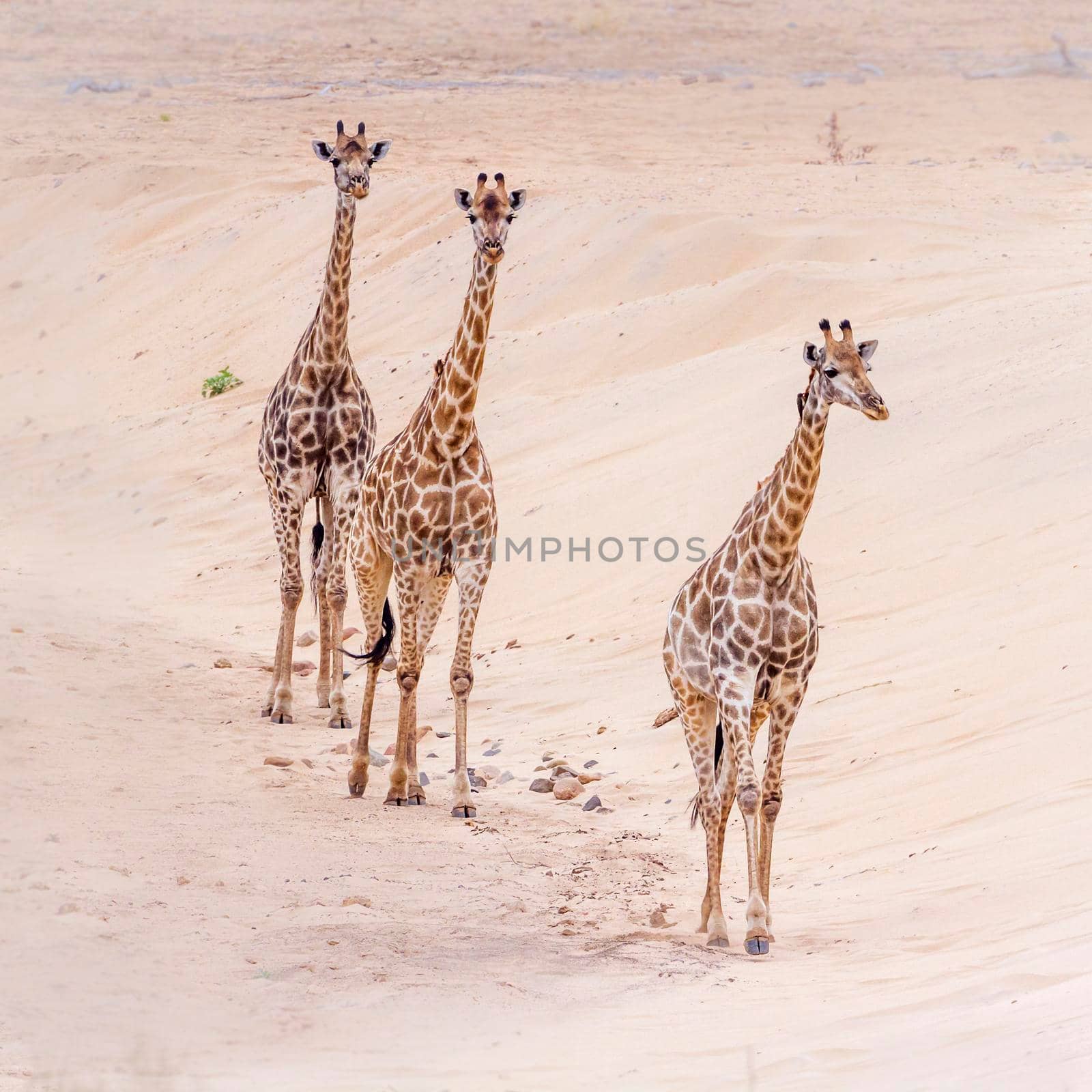 Giraffe in Kruger National park, South Africa ; Specie Giraffa camelopardalis family of Giraffidae