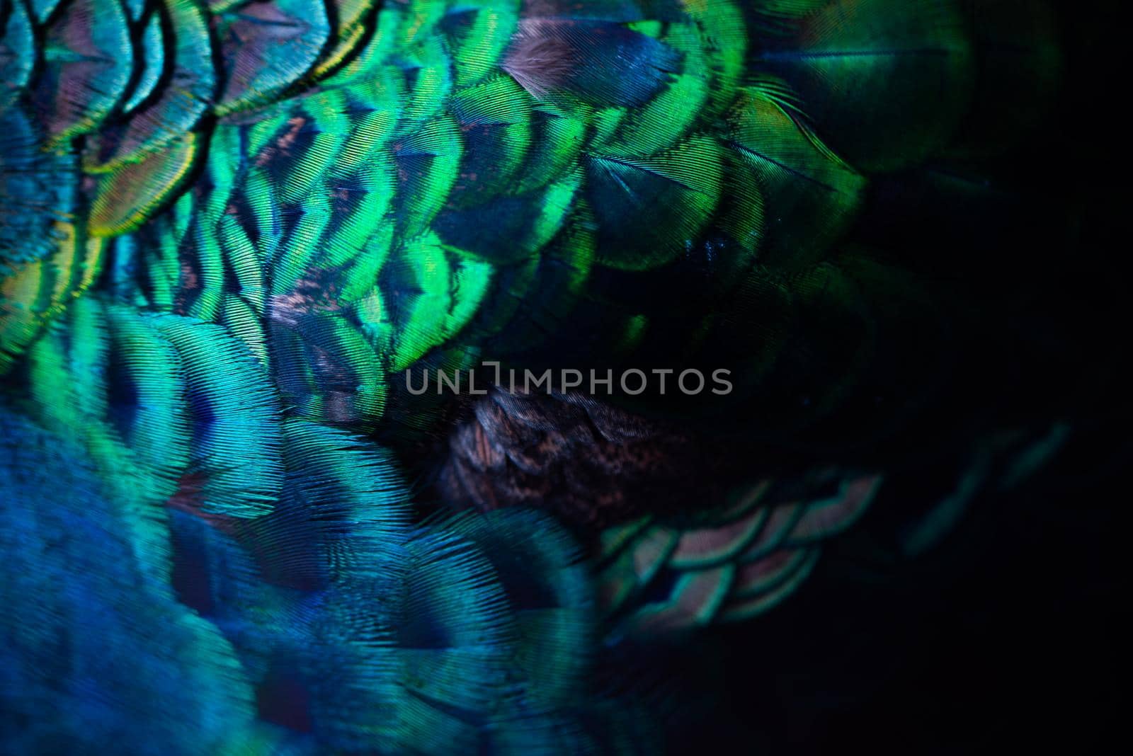 Close up of the  peacock feathers .Macro blue feather, Feather, Bird, Animal. Macro photograph.