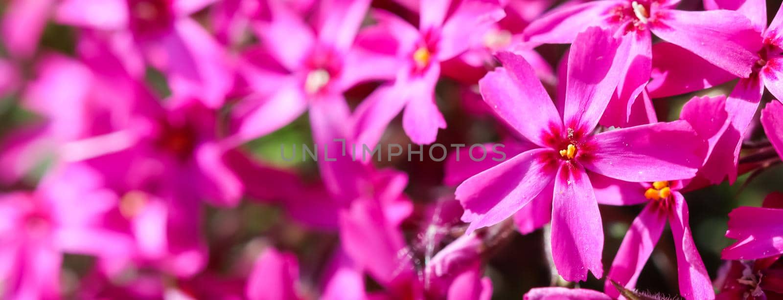 Pink flowers of Creeping Phlox in spring. Floral background.