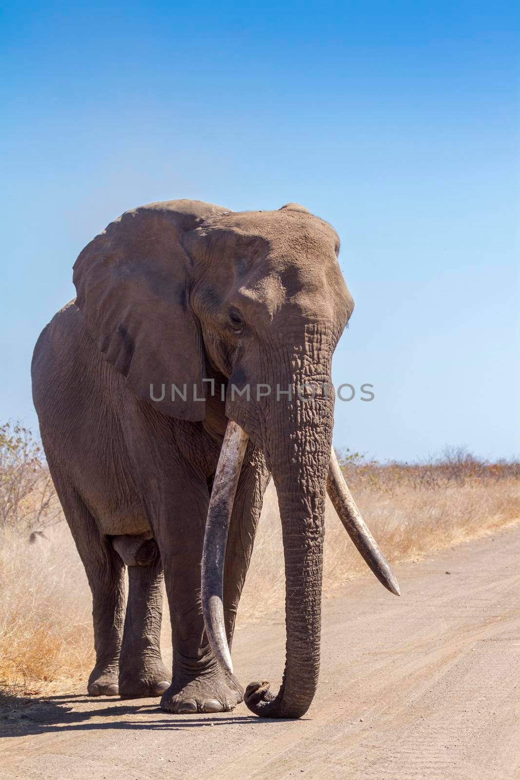 African bush elephant in Kruger National park, South Africa by PACOCOMO