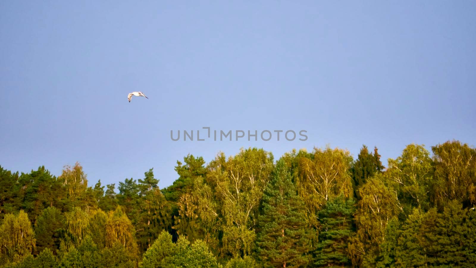 birds swim in the pond against the backdrop of the autumn forest. color nature by lempro