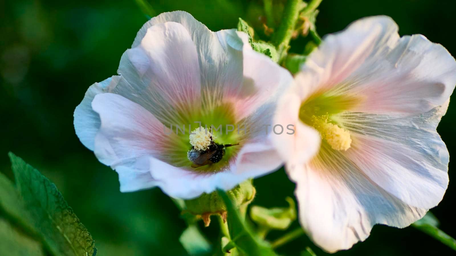 bumblebee collects pollen in flowers. close up