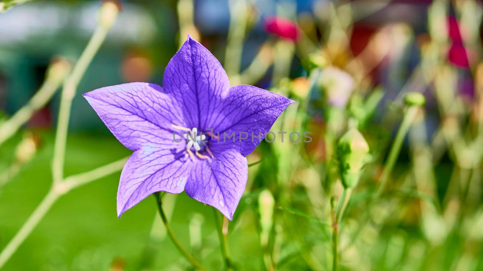 beautiful garden flowers. blur backgound.