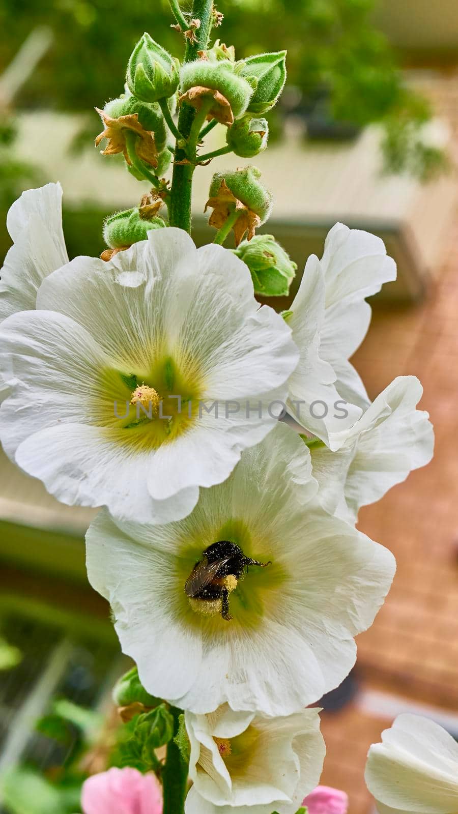 bumblebee collects pollen in flowers. close up