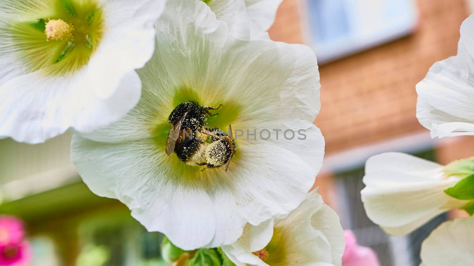 bumblebee collects pollen in flowers. close up