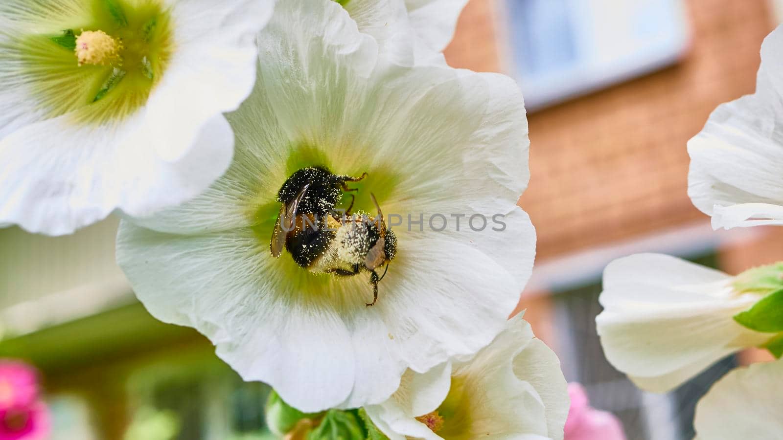 bumblebee collects pollen in flowers. close up. color by lempro