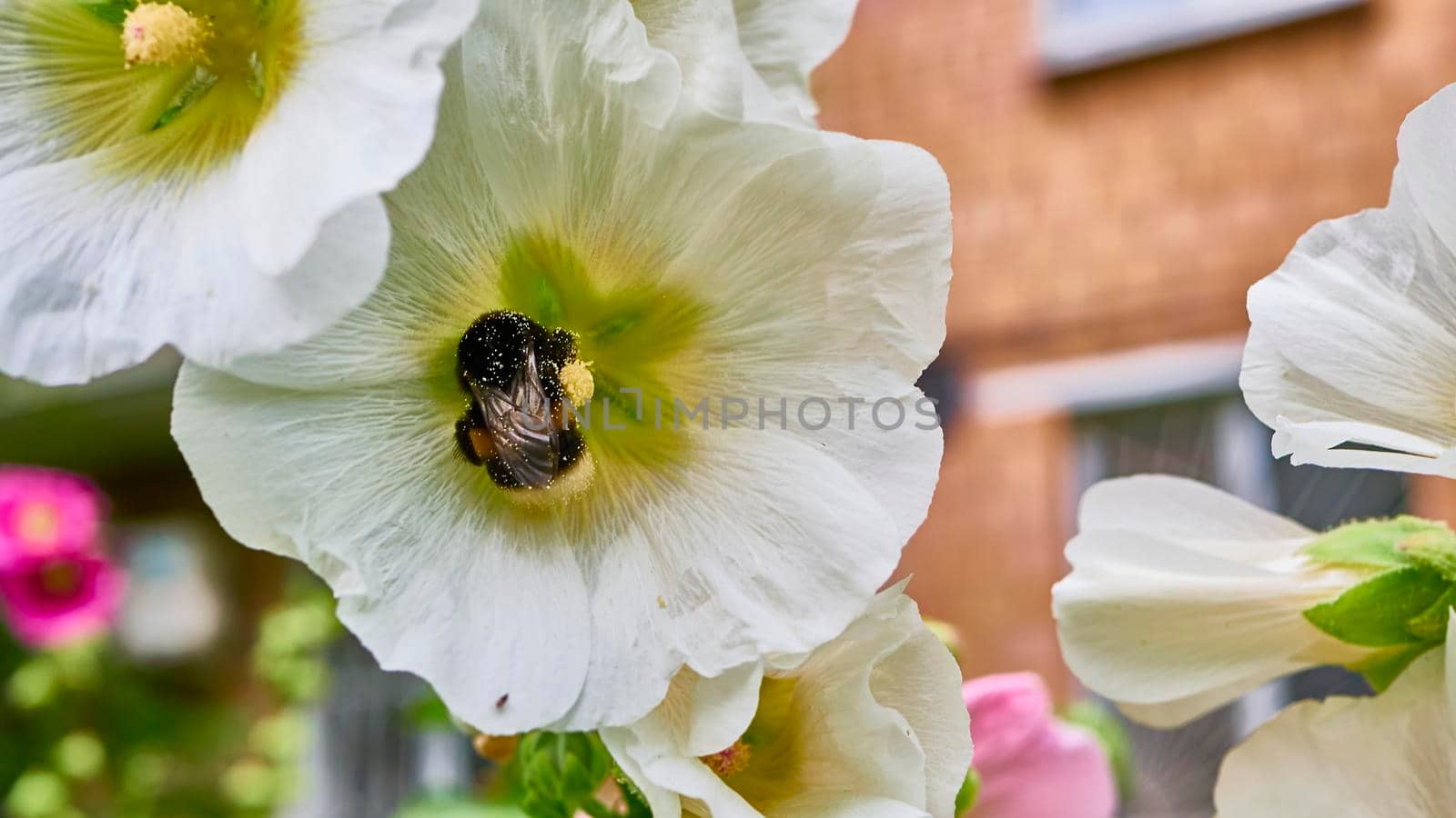 bumblebee collects pollen in flowers. close up