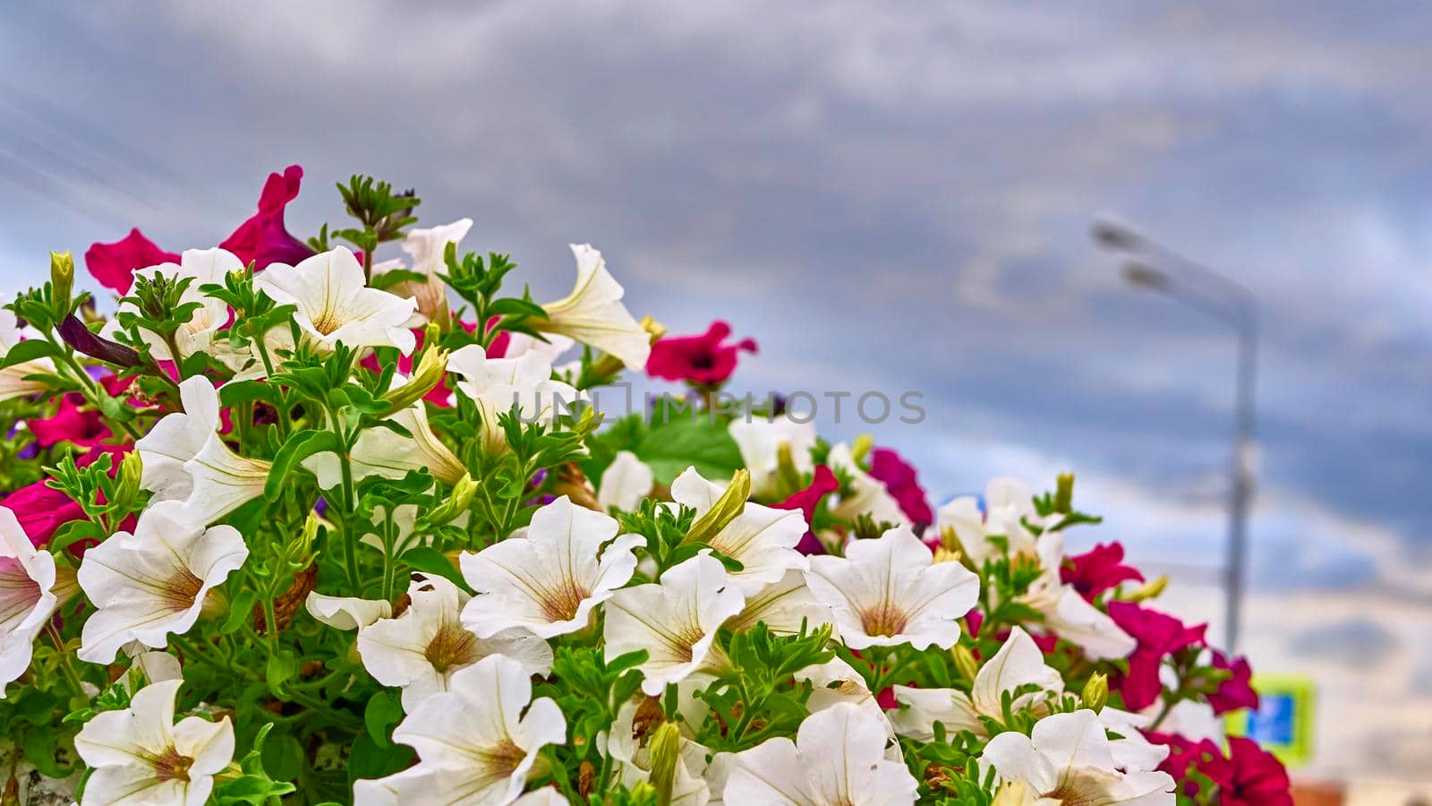 beautiful summer flowers in the garden.