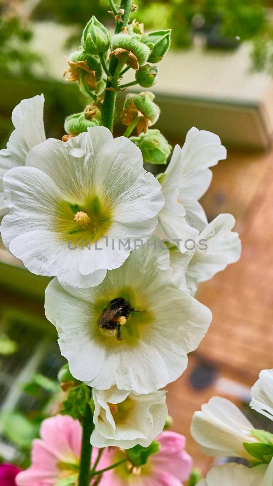 bumblebee collects pollen in flowers. close up