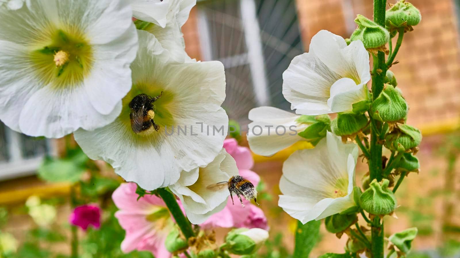 bumblebee collects pollen in flowers. close up