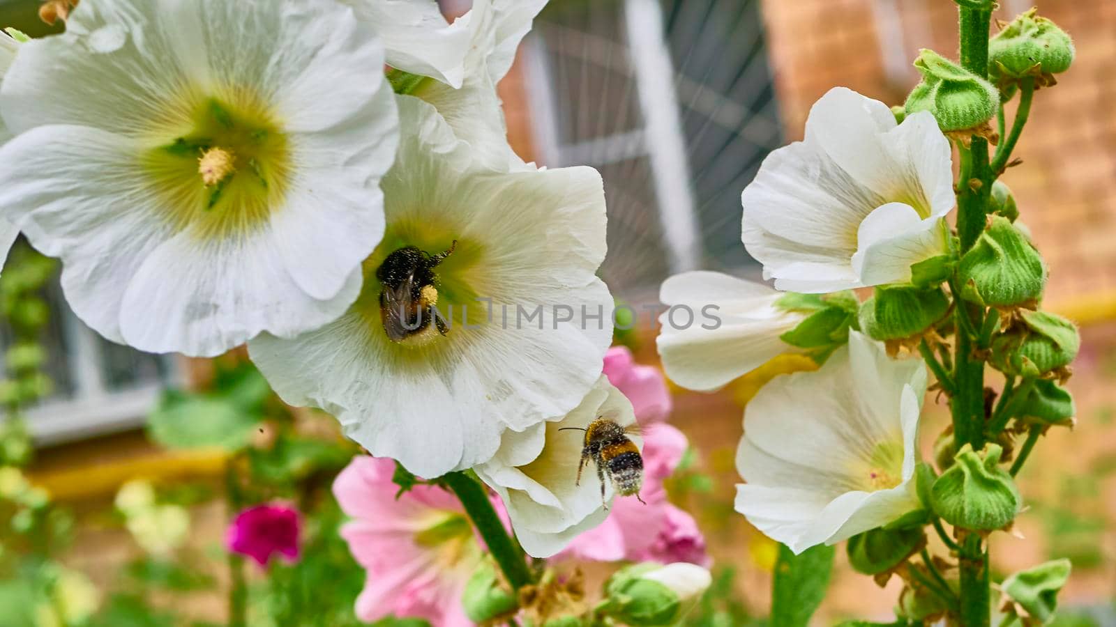 bumblebee collects pollen in flowers. close up