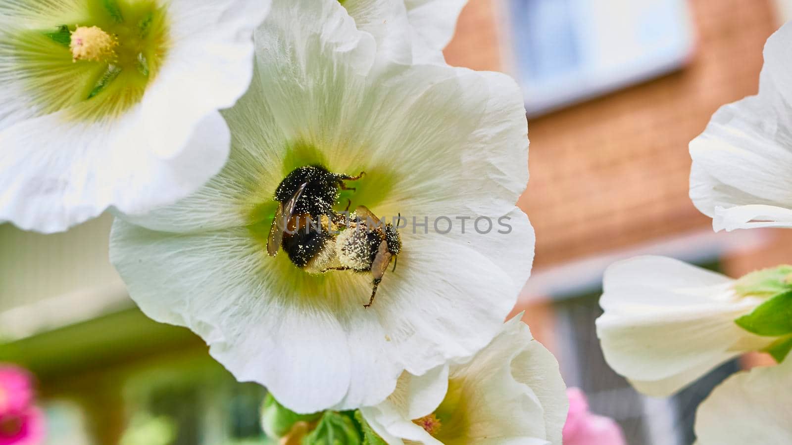 bumblebee collects pollen in flowers. close up