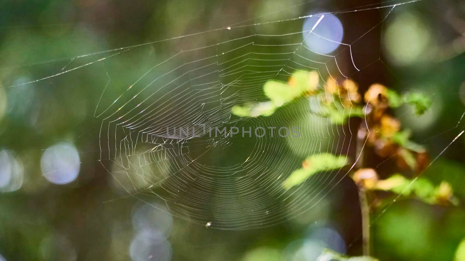 beautiful web in the wild forest. general plan