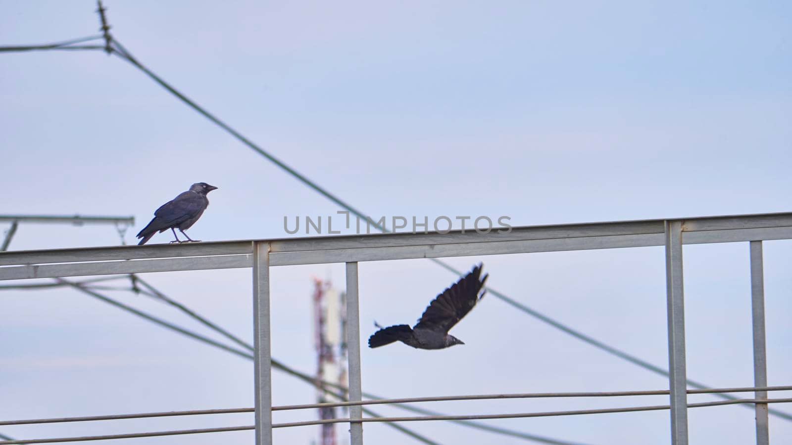 birds sit on iron beams. color nature by lempro