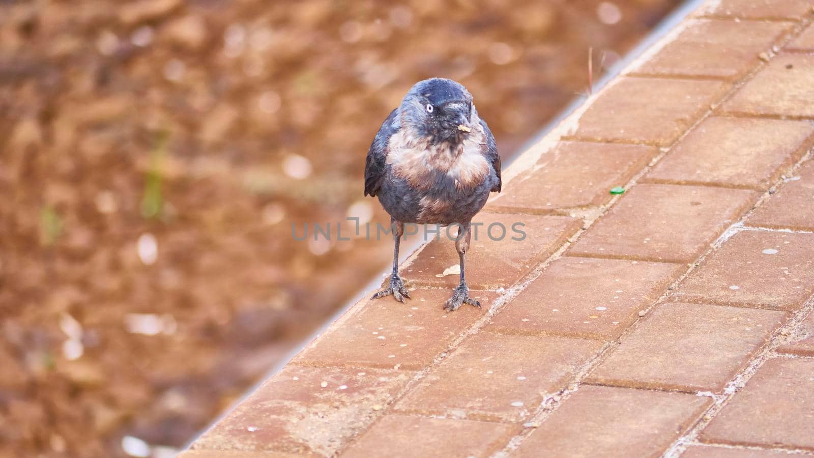 Black bird sits on the peron of the station. general plan