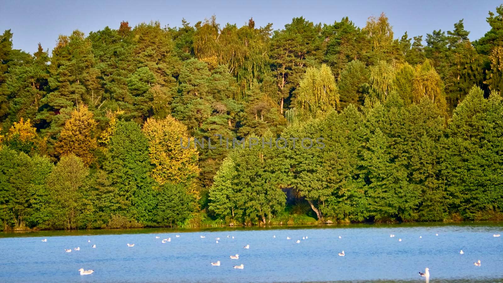 birds swim in the pond against the backdrop of the autumn forest