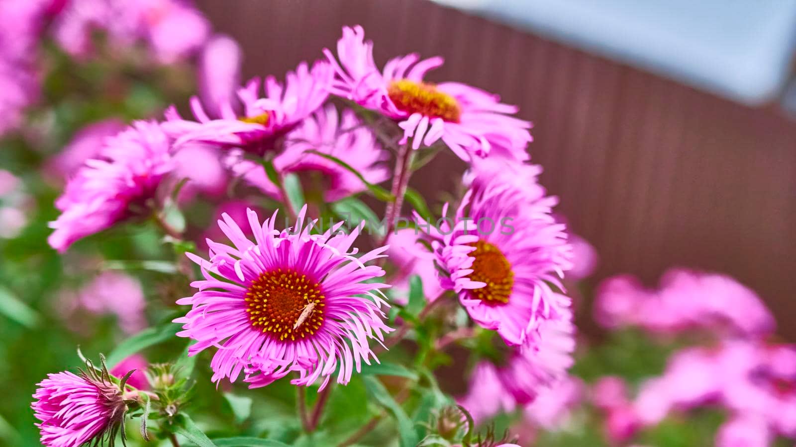 beautiful autumn flowers in the garden. close-up. color by lempro