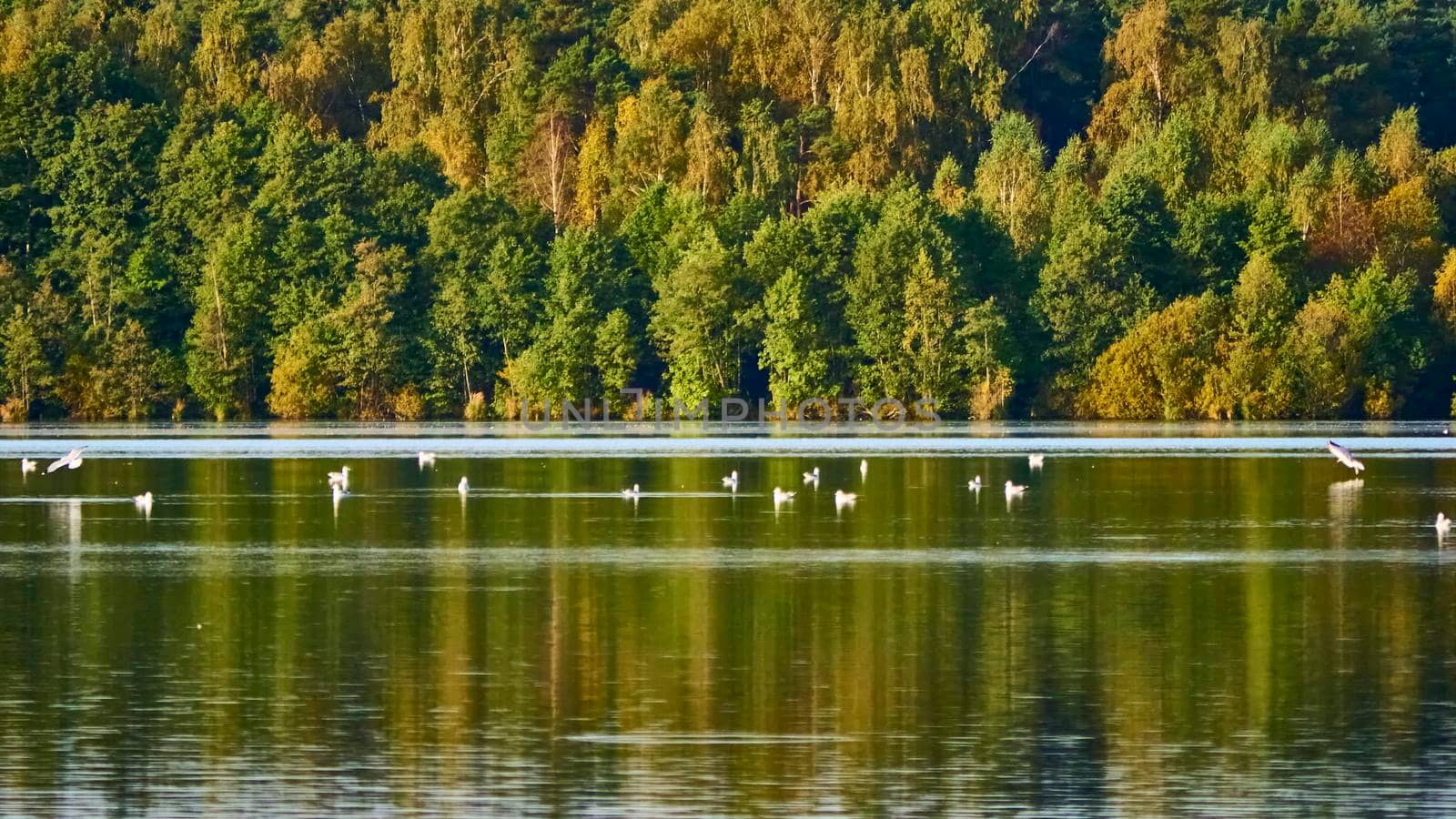 birds swim in the pond against the backdrop of the autumn forest