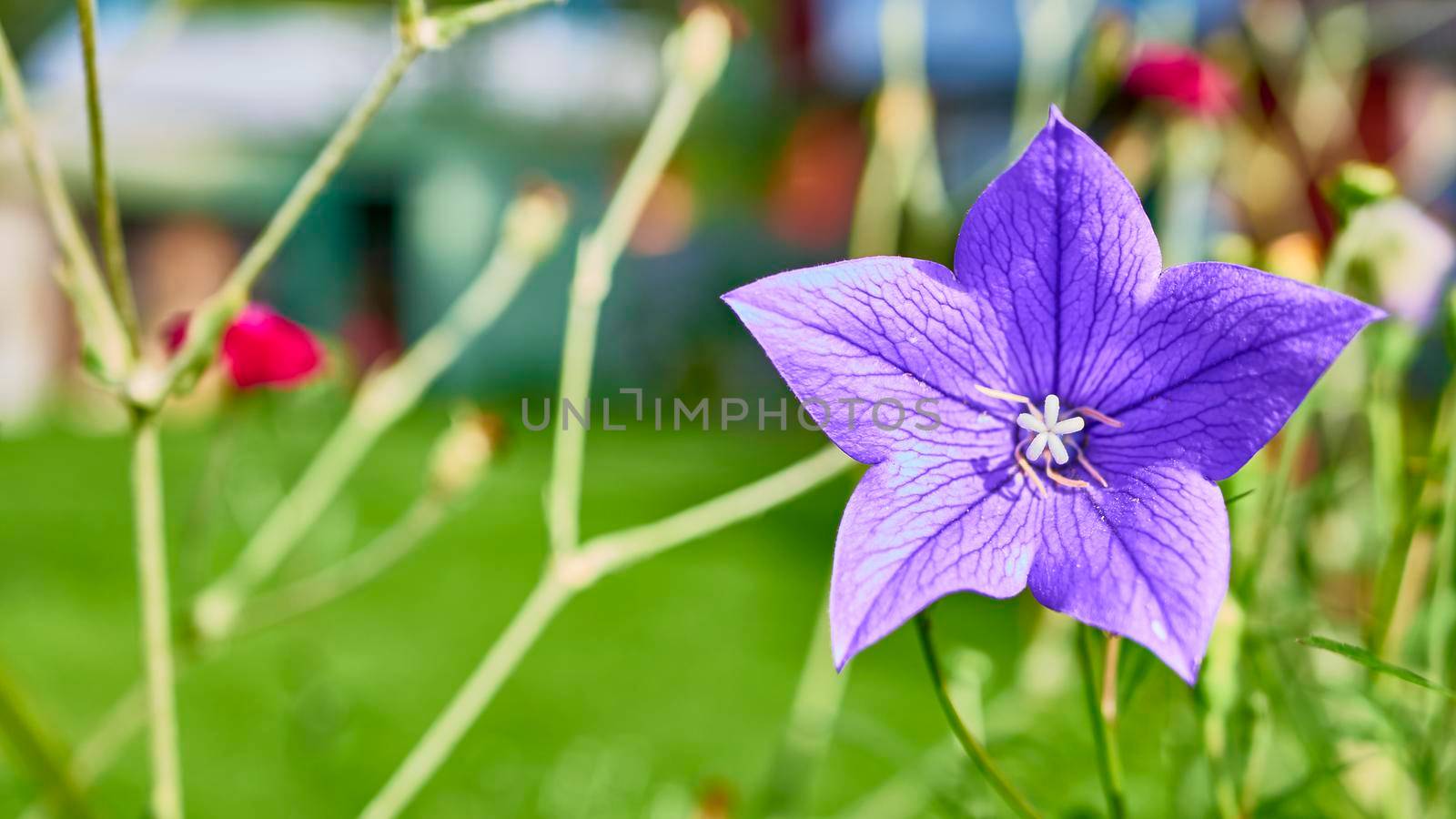 beautiful garden flowers. blur backgound. color nature by lempro