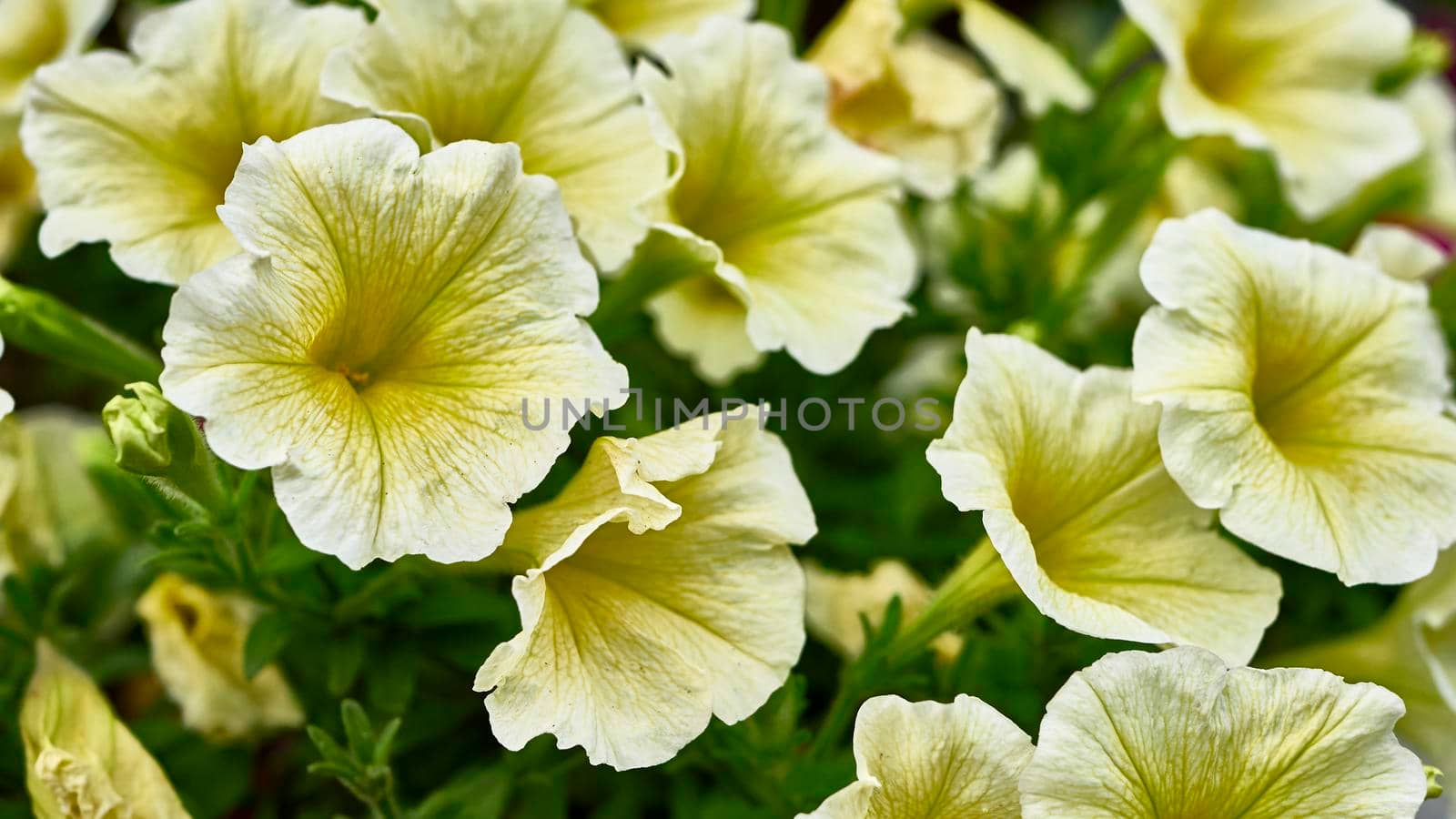 beautiful flowers in the summer garden