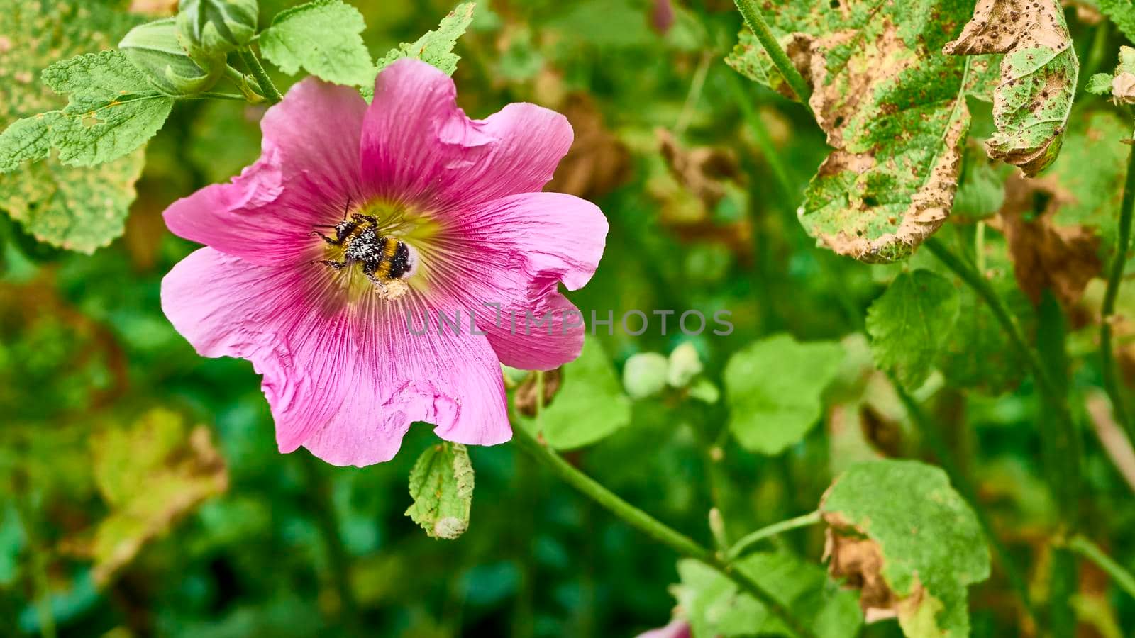 bumblebee collects pollen in flowers. close up