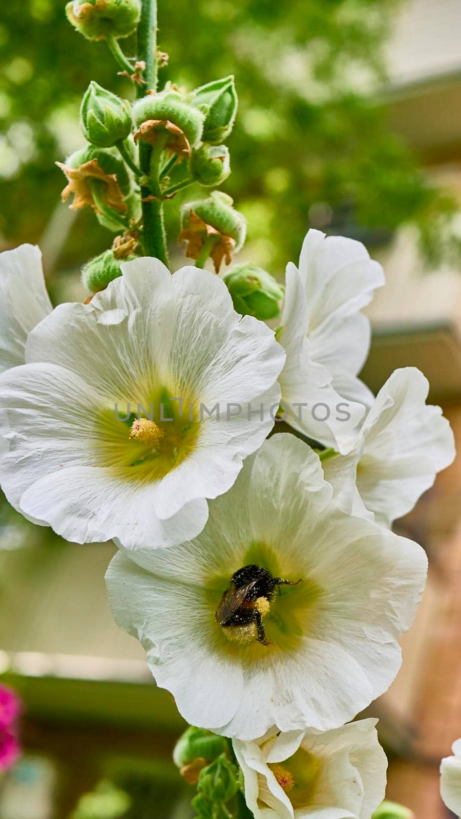 bumblebee collects pollen in flowers. close up