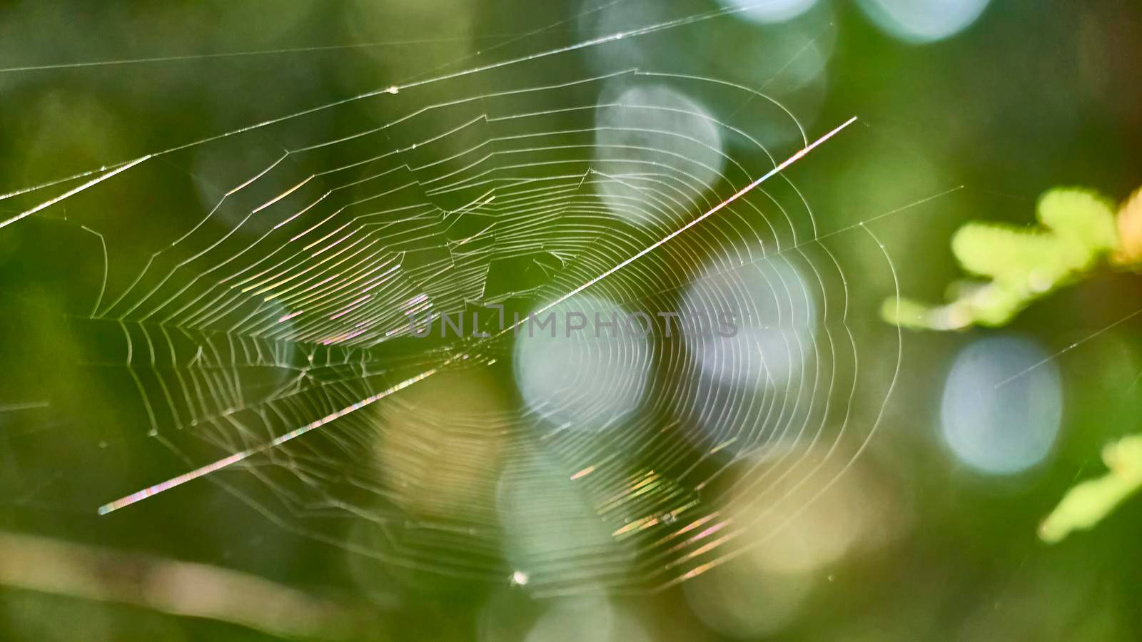 beautiful web in the wild forest. general plan