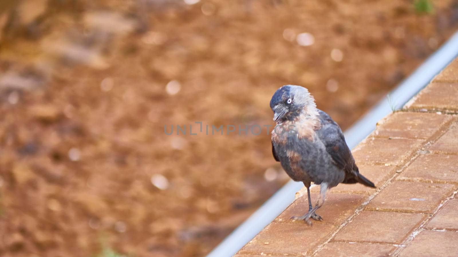 Black bird sits on the peron of the station. general plan