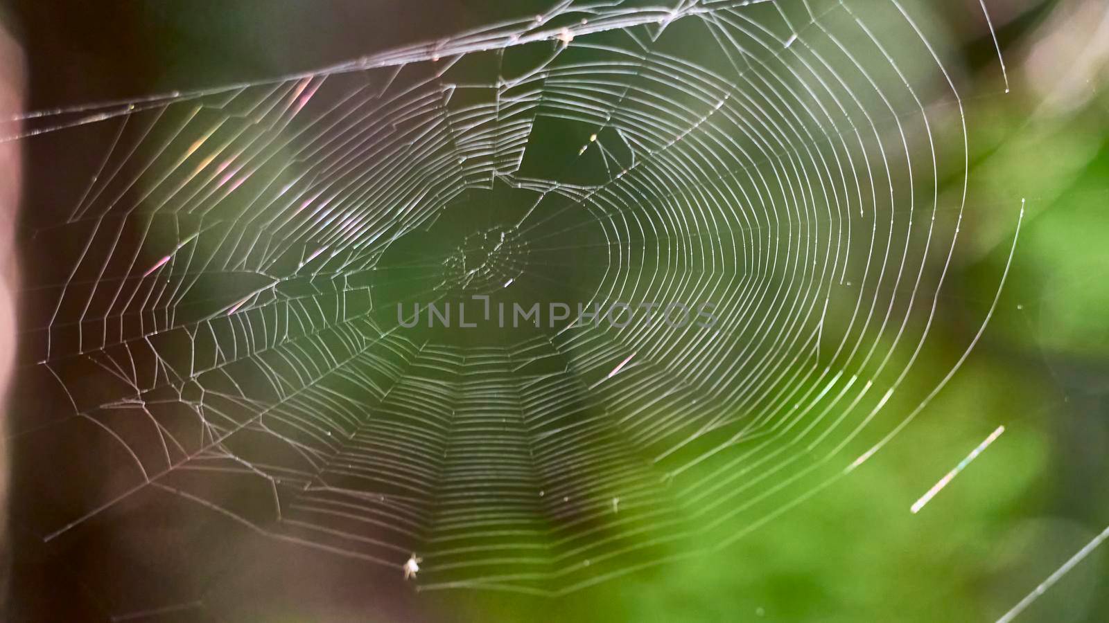 beautiful web in the wild forest. general plan