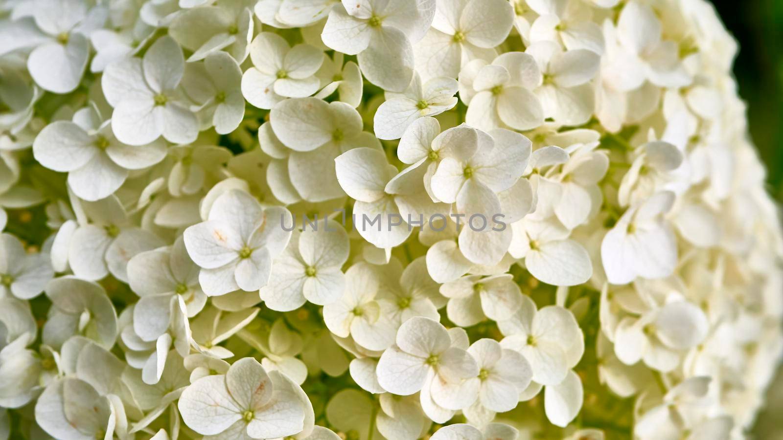 beautiful white flowers on a fluffy branch.