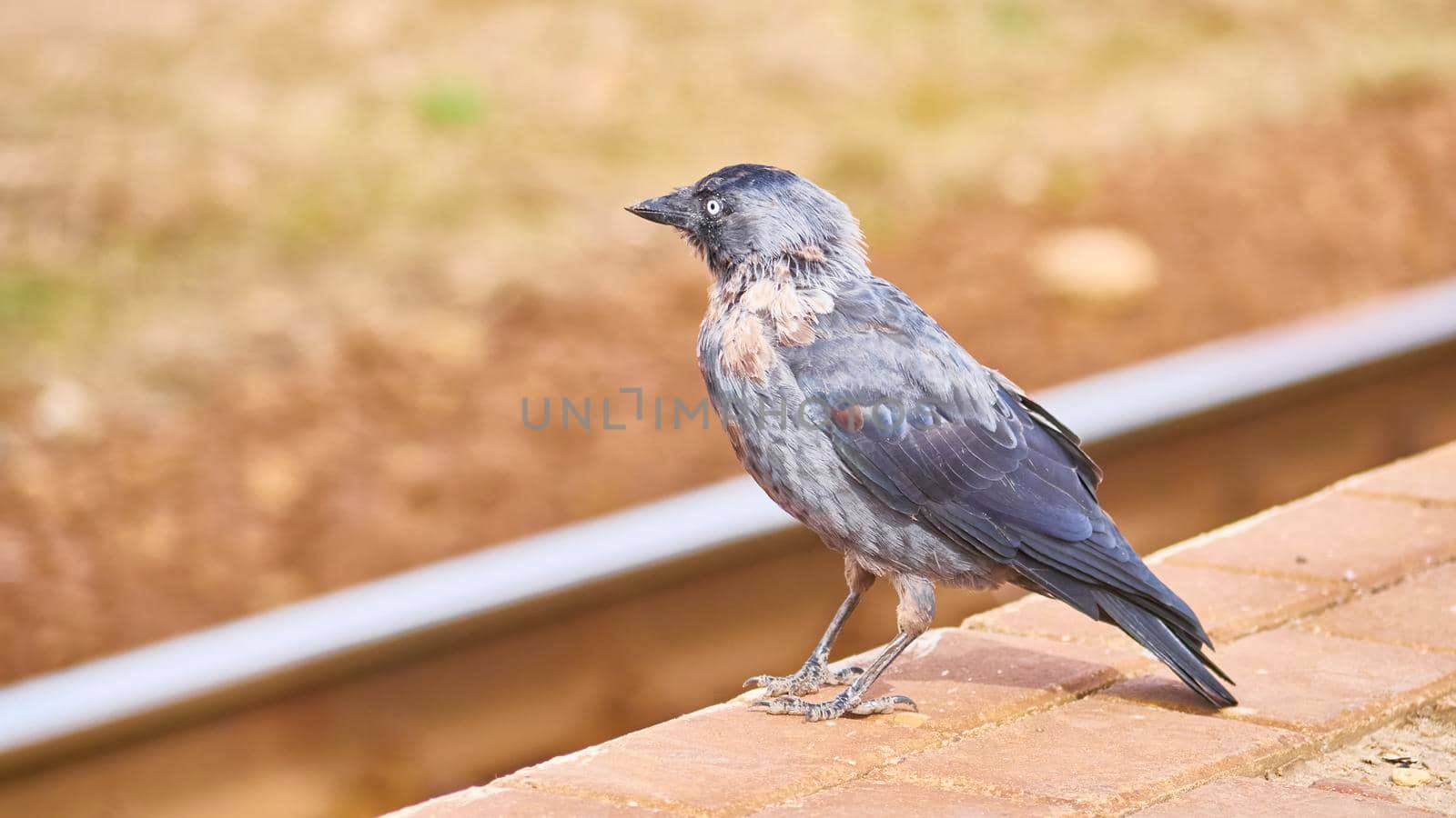 Black bird sits on the peron of the station. general plan