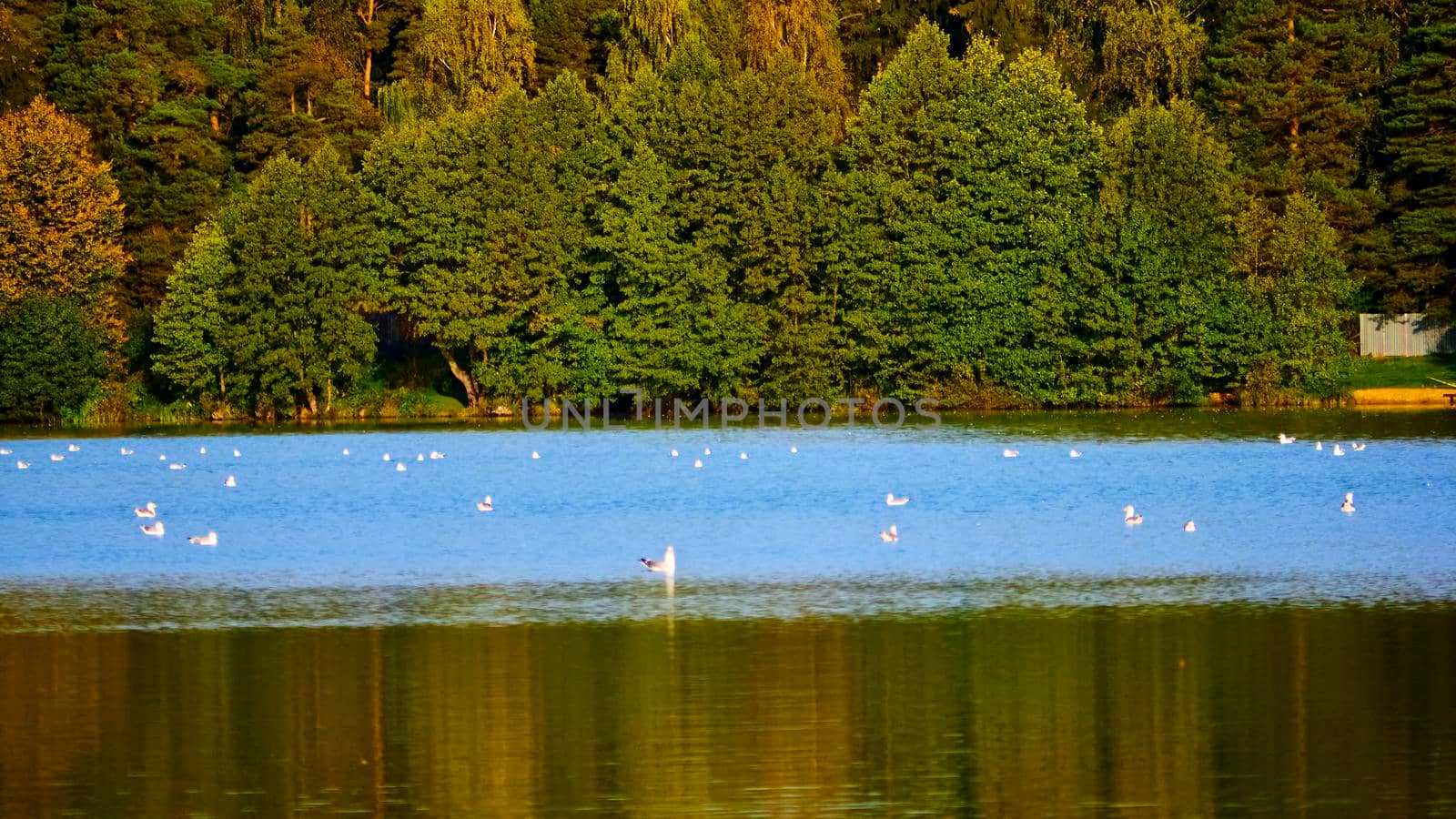 birds swim in the pond against the backdrop of the autumn forest