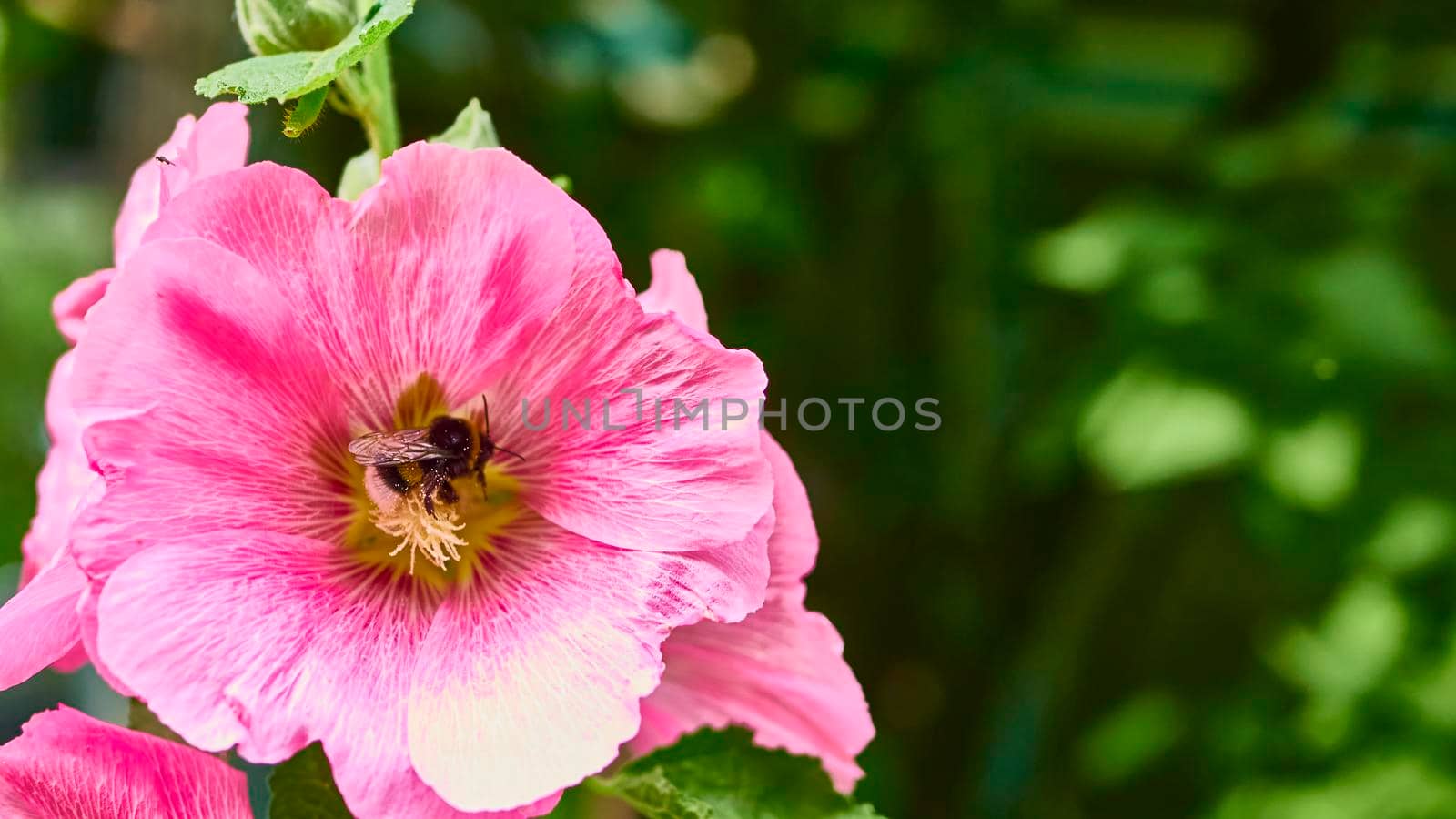 Bumblebee collects pollen in flower bud