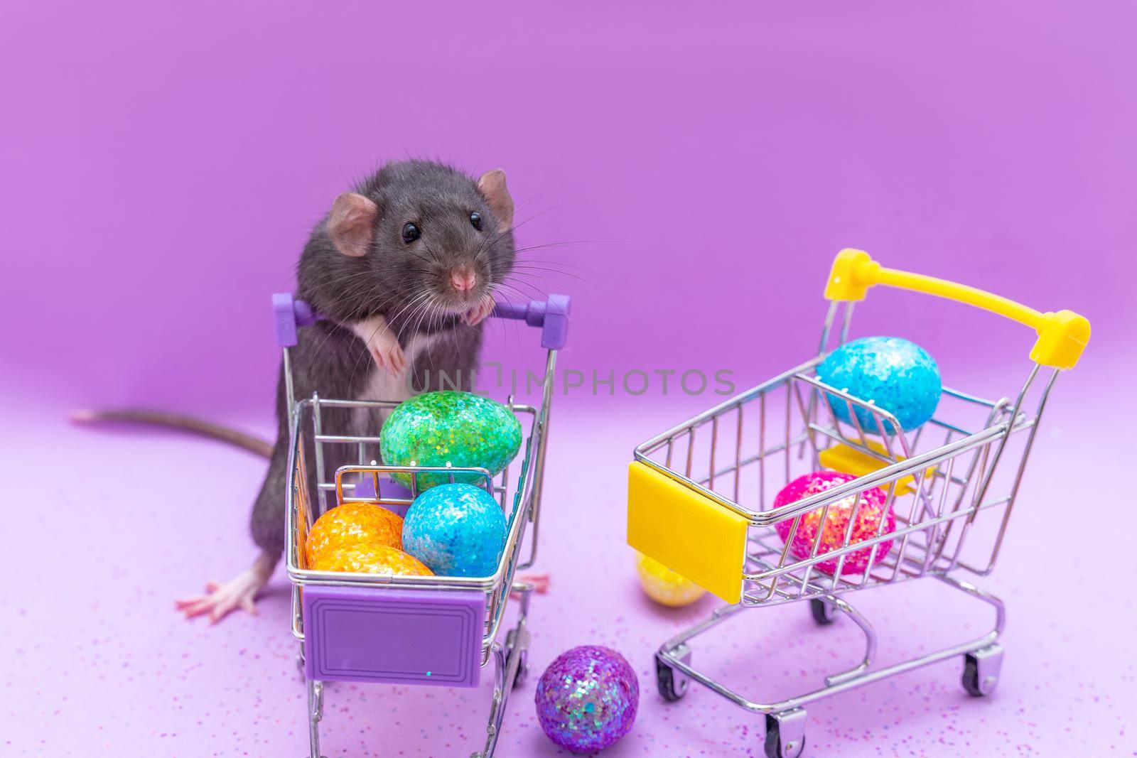 Happy Easter background. Easter eggs are colorful in a shopping basket on purple paper. Dumbo rat stands on its hind legs and leans on a basket. Holiday concept. Copy space for text. by Matiunina
