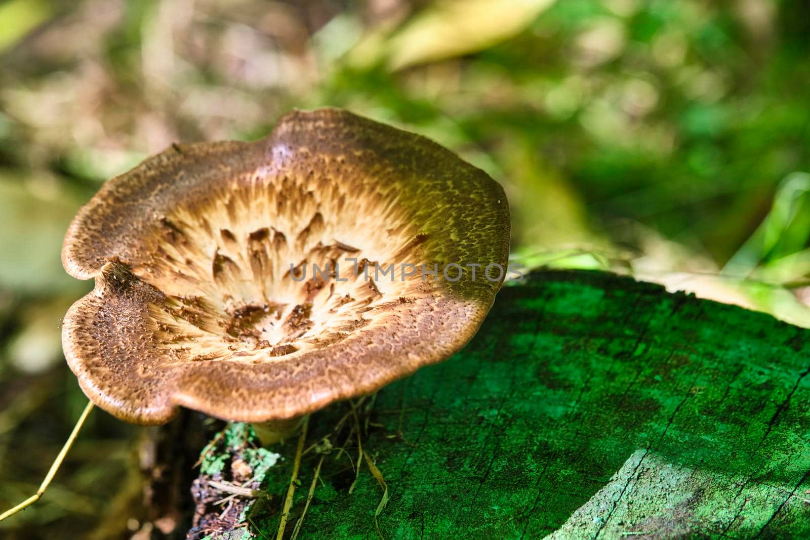 Beautiful closeup of forest mushrooms. Gathering mushrooms. Mushrooms photo, forest photo, forest background