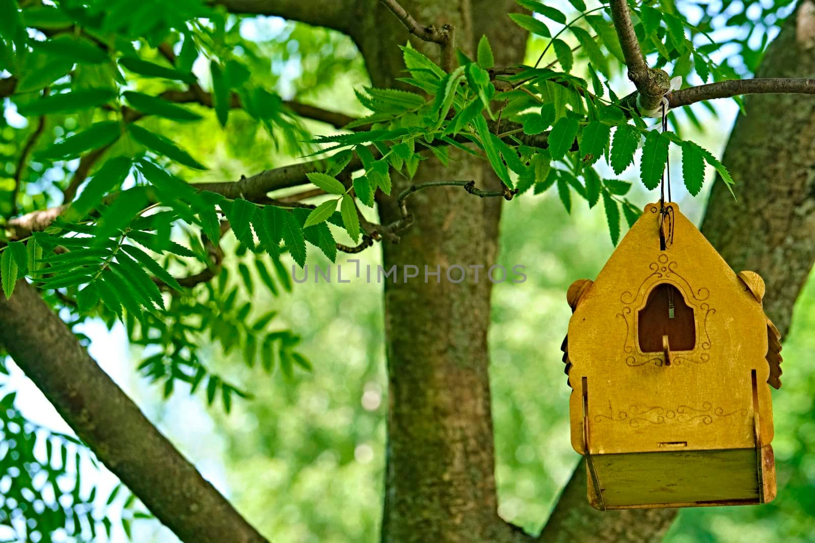 bird feeder in the city park. general plan