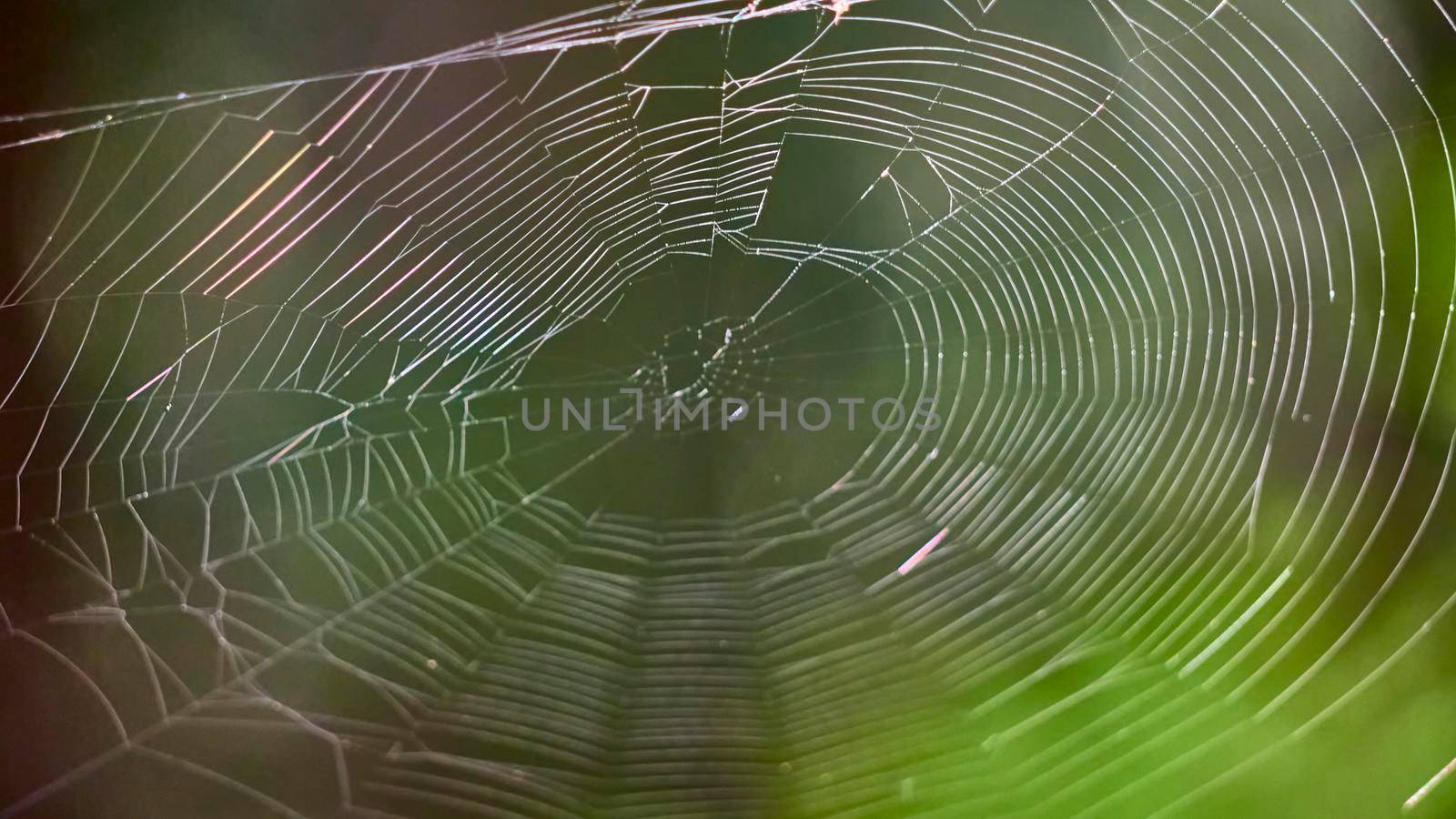 beautiful web in the wild forest. general plan